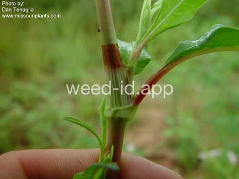 smartweed, Pennsylvania